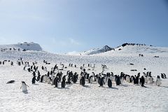 11C Penguins On The Ridges Of Aitcho Barrientos Island In South Shetland Islands On Quark Expeditions Antarctica Cruise